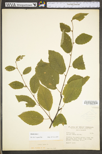 Betula lenta image