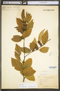 Betula lenta image