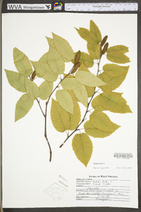 Betula lenta image