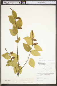 Betula lenta image