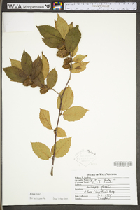 Betula lenta image