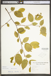 Betula lenta image