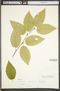 Betula lenta image