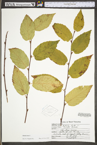 Betula lenta image