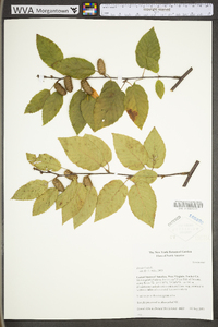 Betula lenta image