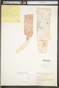 Betula papyrifera var. papyrifera image