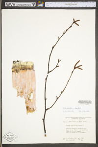 Betula cordifolia image