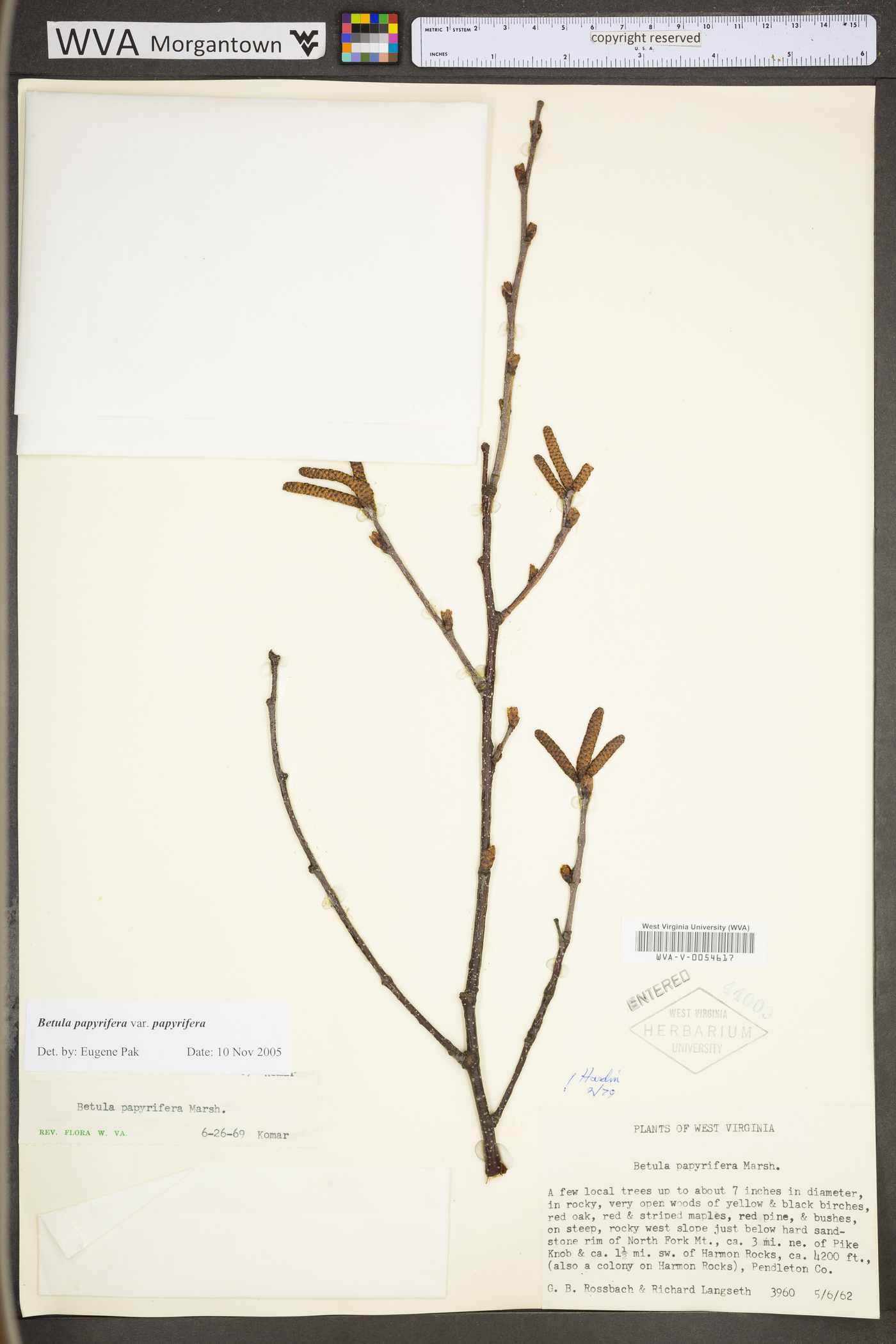 Betula papyrifera var. papyrifera image