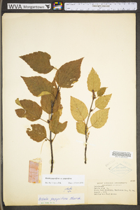 Betula papyrifera image