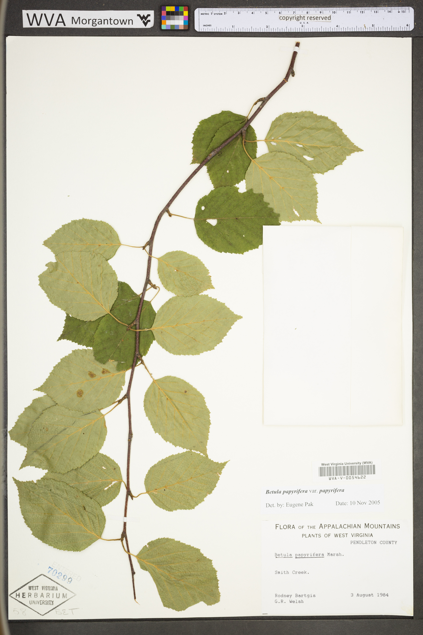 Betula papyrifera var. papyrifera image
