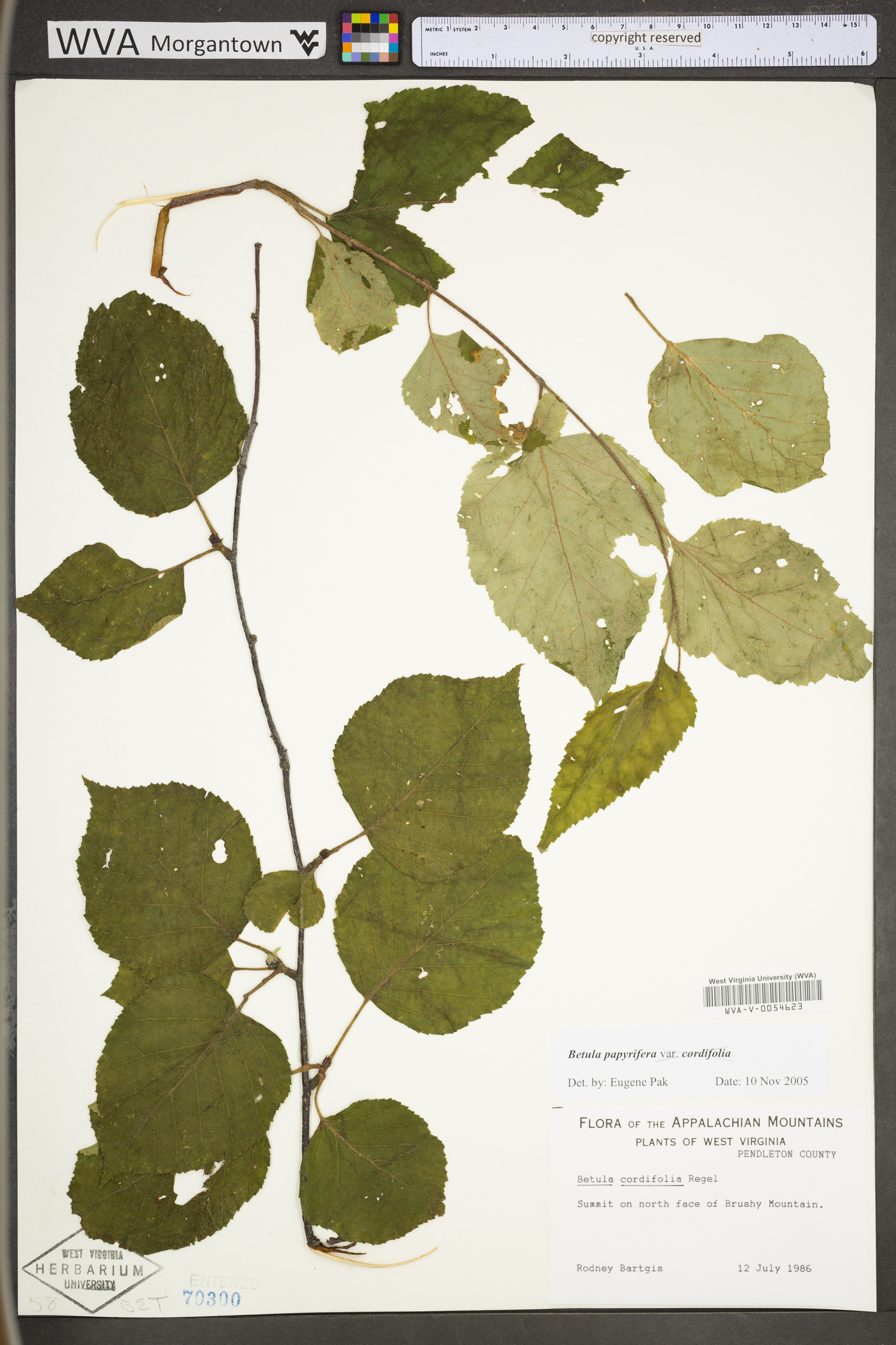 Betula papyrifera var. papyrifera image