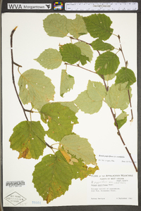 Betula cordifolia image