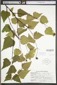 Betula pendula image