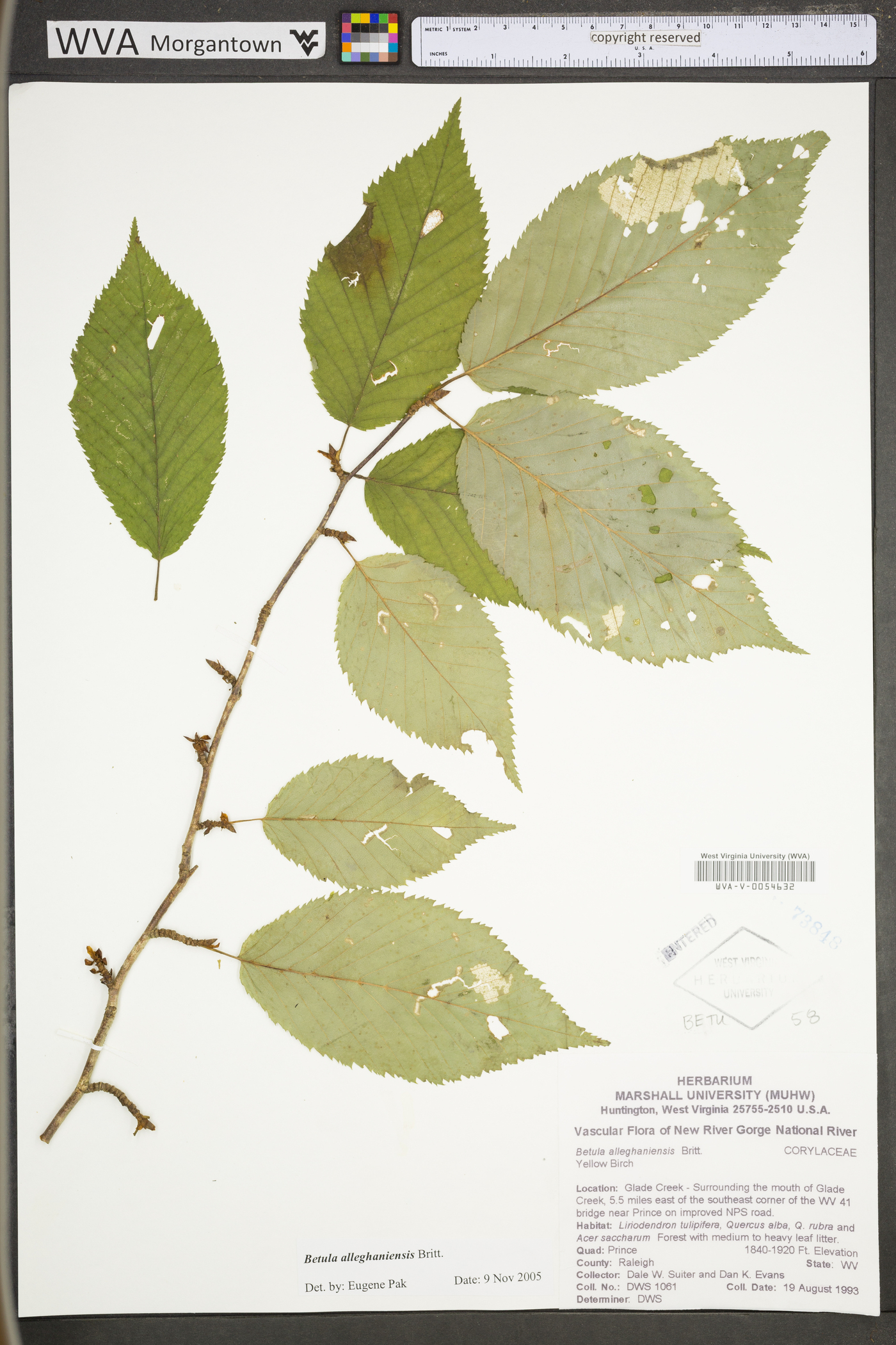 Betula alleghaniensis var. alleghaniensis image