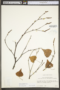 Betula populifolia image