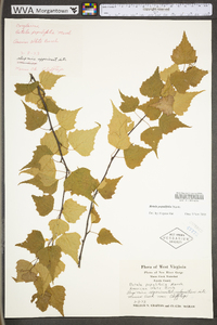 Betula populifolia image