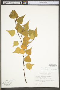 Betula populifolia image