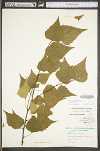 Betula populifolia image