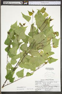 Betula populifolia image