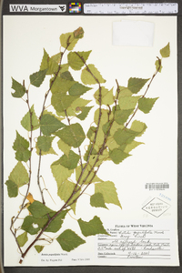 Betula populifolia image