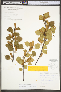 Betula pubescens subsp. pubescens image