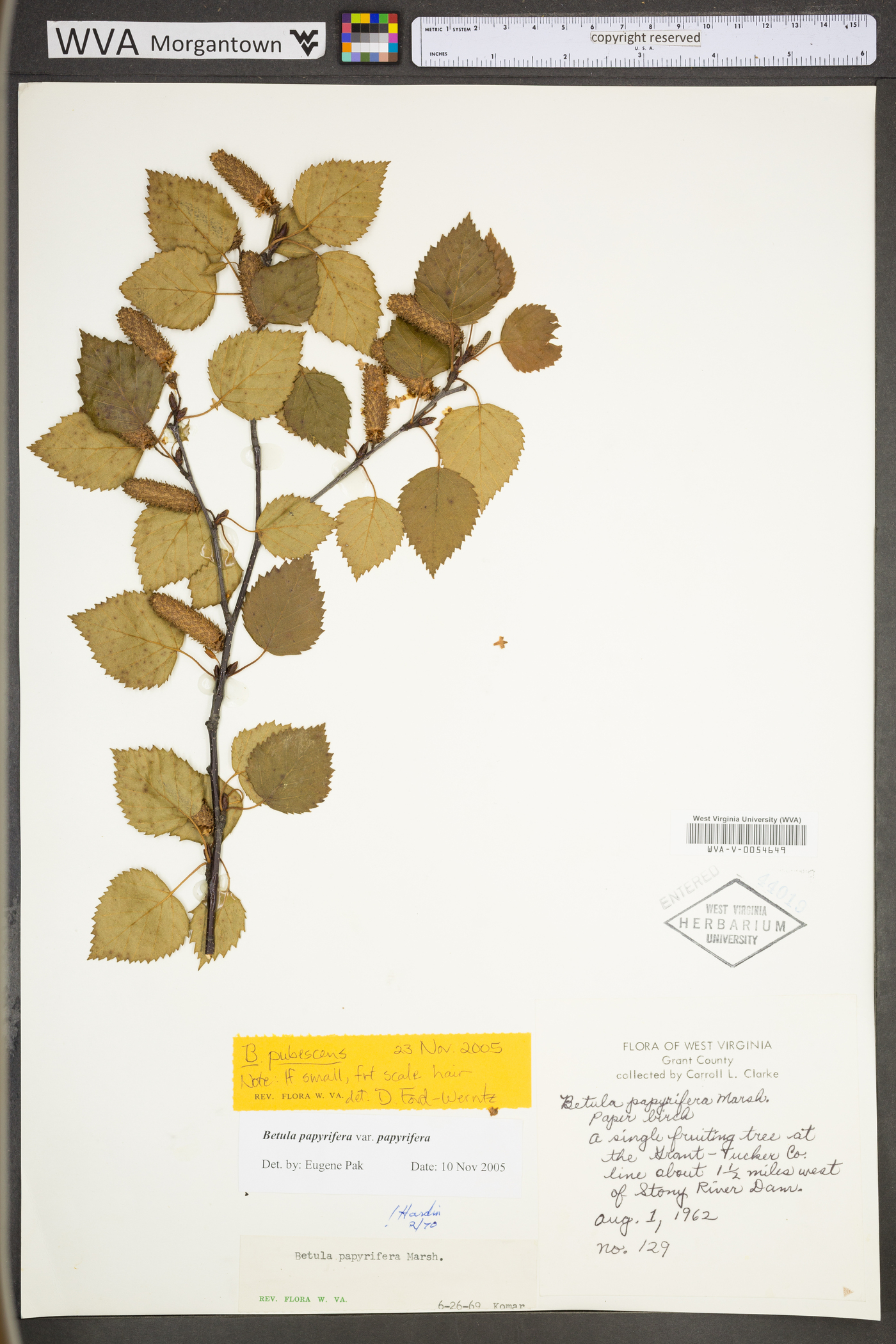 Betula pubescens subsp. pubescens image