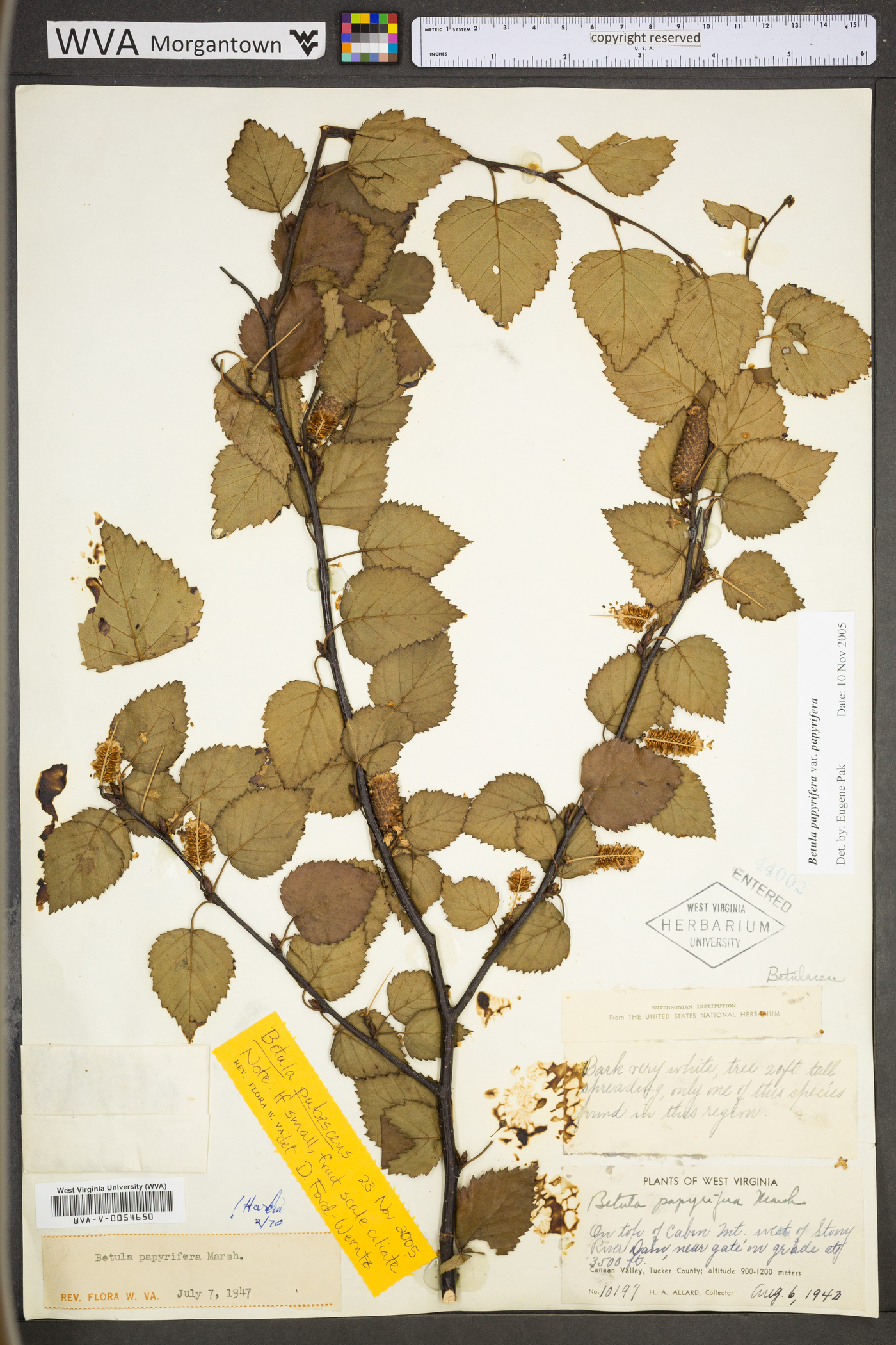 Betula pubescens subsp. pubescens image