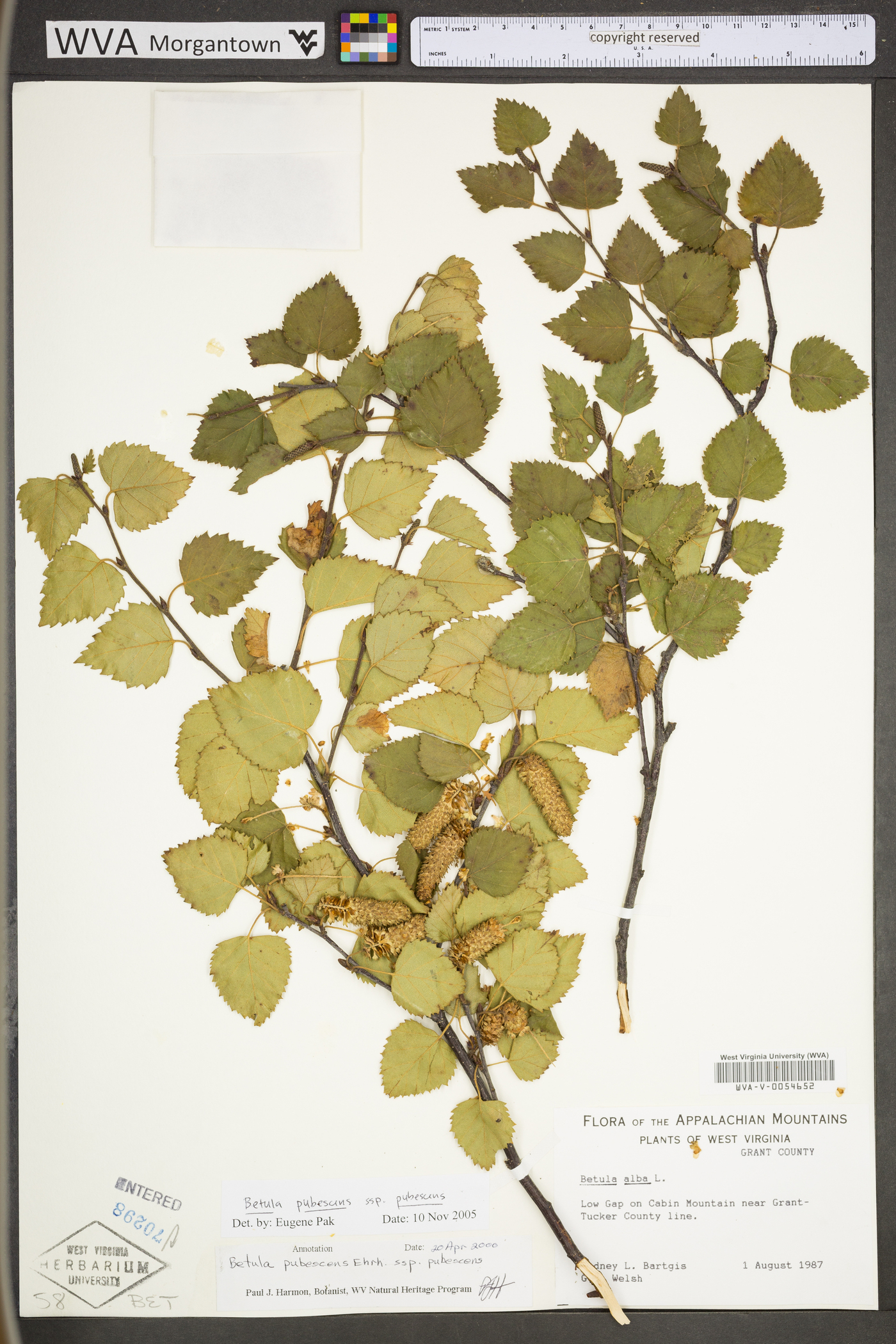 Betula pubescens subsp. pubescens image