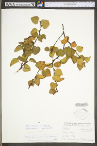 Betula pubescens subsp. pubescens image