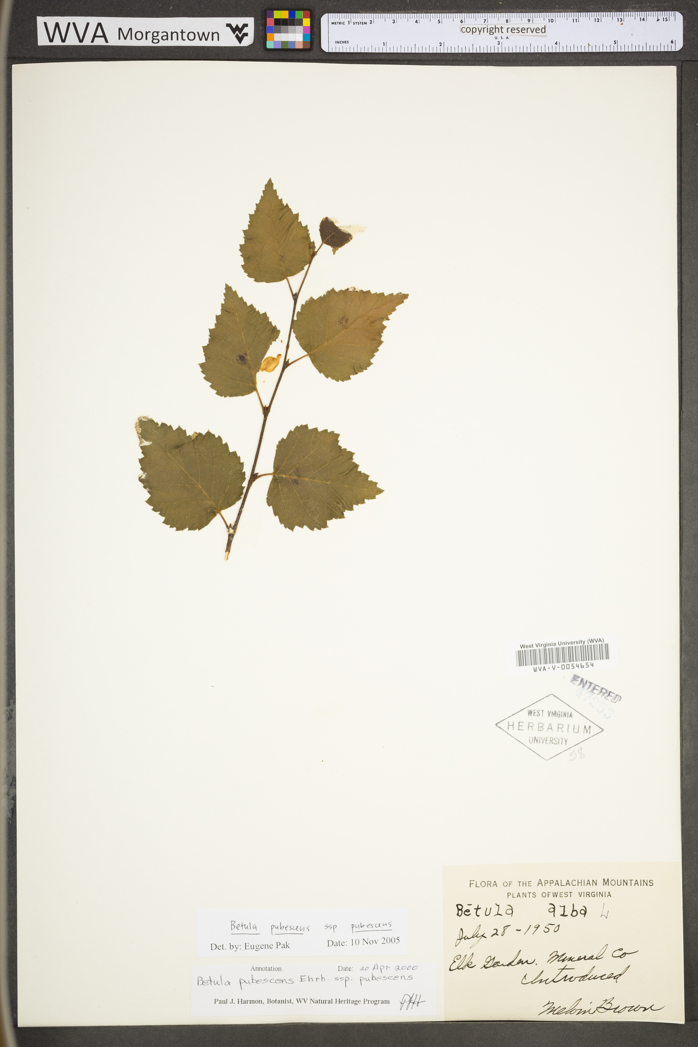 Betula pubescens subsp. pubescens image