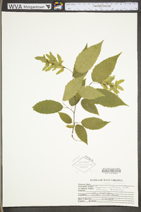 Carpinus caroliniana subsp. virginiana image