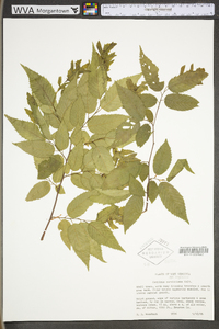 Carpinus caroliniana subsp. virginiana image