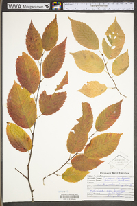 Carpinus caroliniana subsp. virginiana image