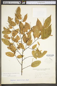 Carpinus caroliniana subsp. virginiana image