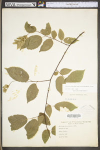 Carpinus caroliniana subsp. virginiana image