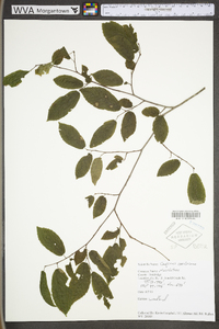 Carpinus caroliniana subsp. virginiana image