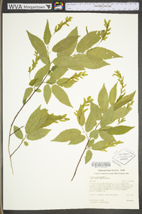 Carpinus caroliniana subsp. virginiana image