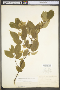 Carpinus caroliniana subsp. virginiana image