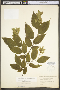 Carpinus caroliniana subsp. virginiana image