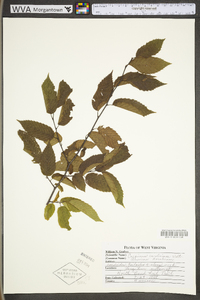 Carpinus caroliniana subsp. virginiana image