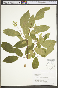 Carpinus caroliniana subsp. virginiana image