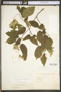 Carpinus caroliniana subsp. virginiana image