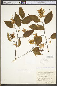 Carpinus caroliniana subsp. virginiana image