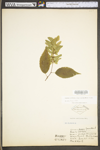 Carpinus caroliniana subsp. virginiana image