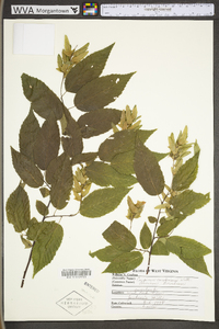 Carpinus caroliniana subsp. virginiana image