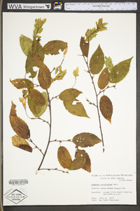 Carpinus caroliniana subsp. virginiana image