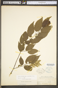 Carpinus caroliniana subsp. virginiana image