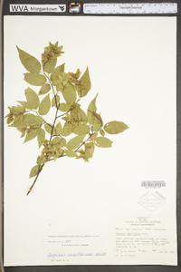 Carpinus caroliniana subsp. virginiana image