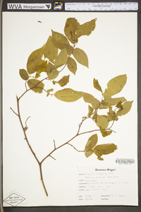 Carpinus caroliniana subsp. virginiana image