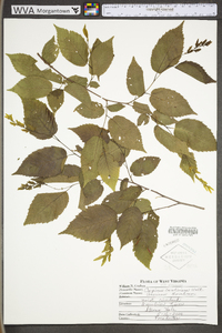 Carpinus caroliniana subsp. virginiana image